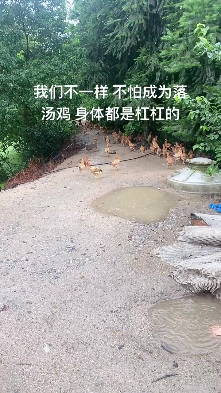 这就是在深山散养土鸡的常态,看到最后,你作何感想?