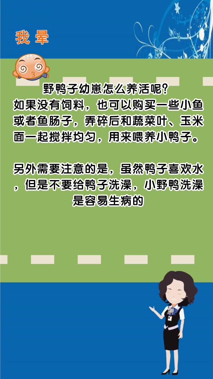 野鸭子幼崽怎么养活呢?