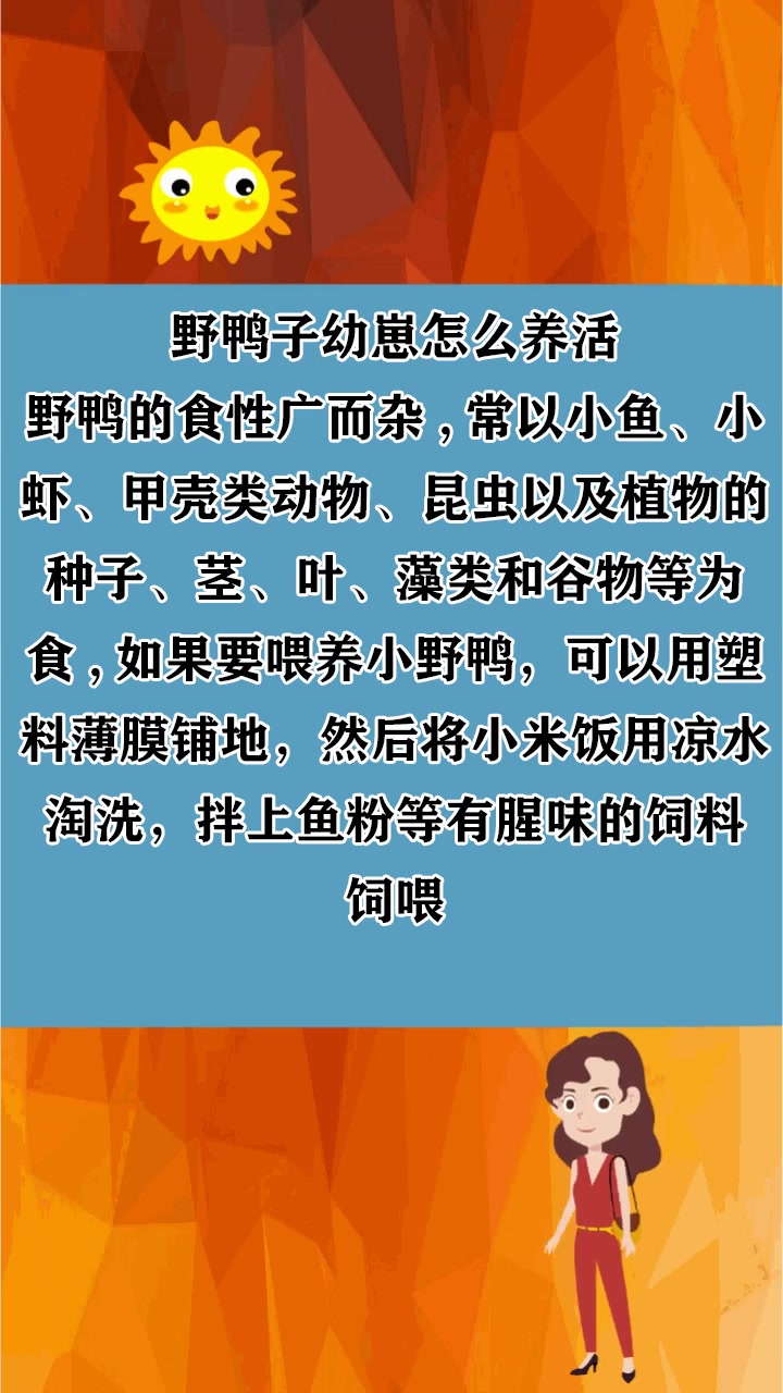野鸭子幼崽怎么养活