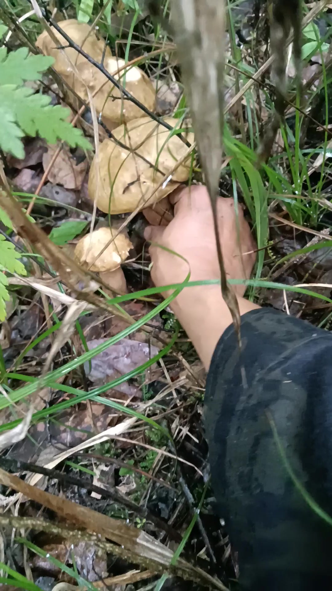 白牛肝菌兄弟被一锅端了
