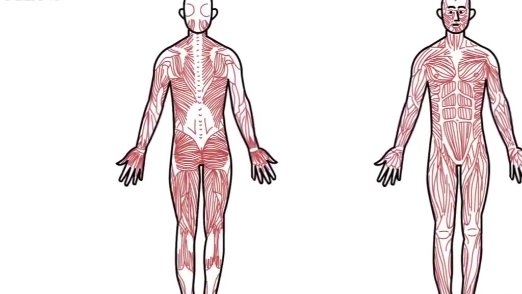 【肌肉系统是如何工作的?】你每走一步,有200块肌肉齐心协力抬起你的脚,推动它向前,然后放