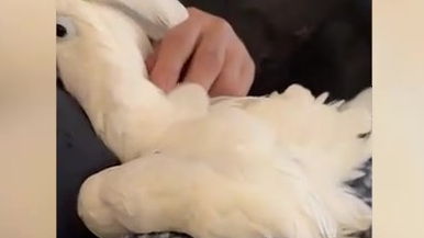 【美国一只凤头鹦鹉亲昵地靠在主人怀里下蛋亲密关系令人印象深刻】美国一只宠物凤头鹦鹉被拍到在