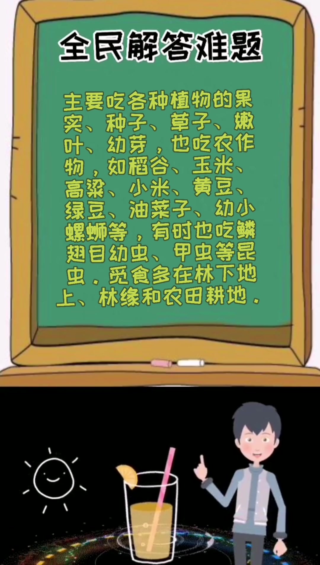斑鸠吃什么食物?