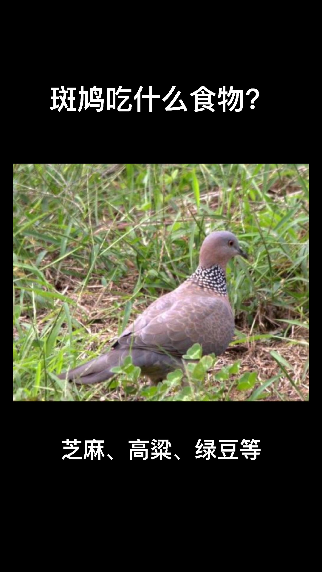 斑鸠吃什么食物?马上就告诉你
