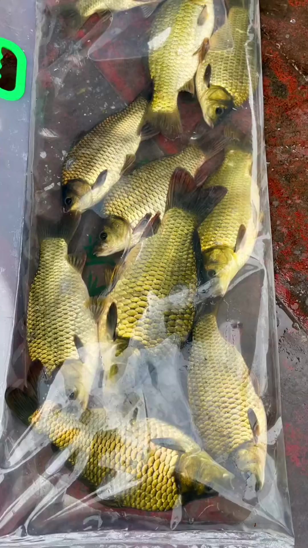 据说这千岛湖黄金鲫鱼,家里就算有Q也吃不起,是真的吗?