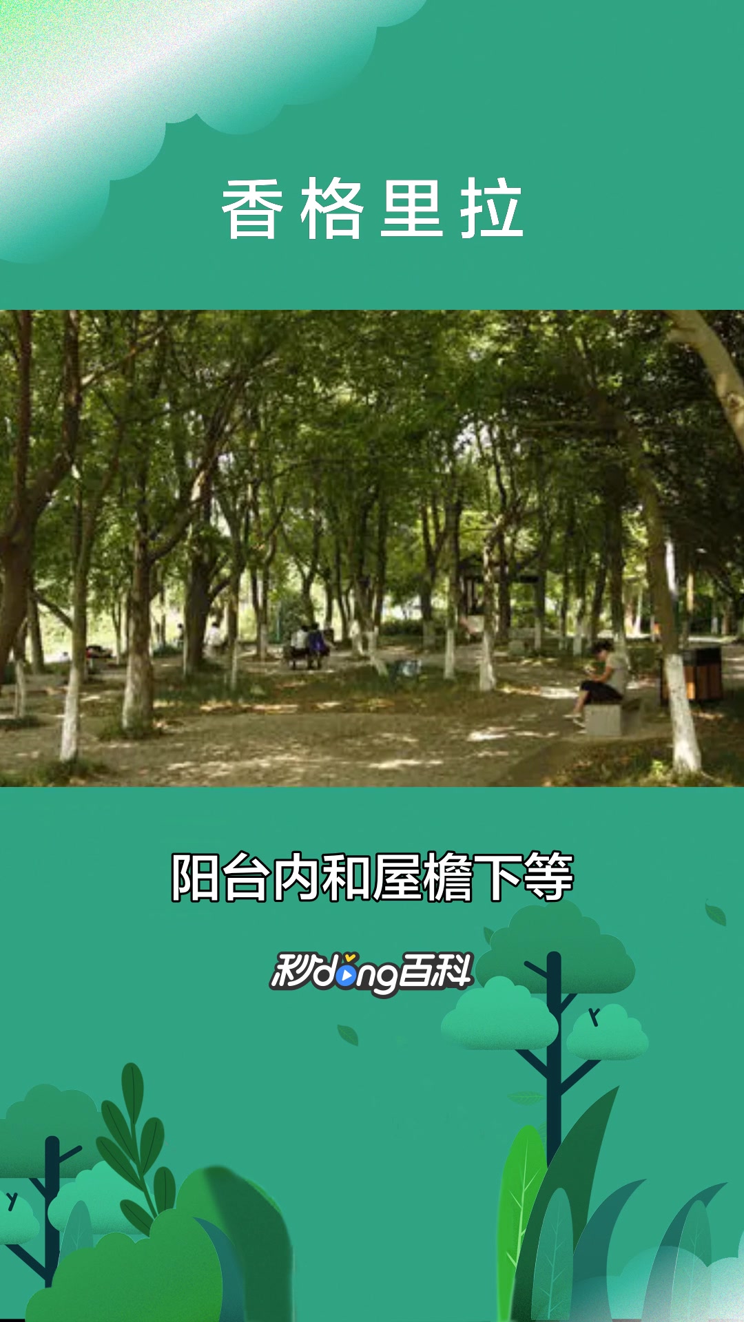 一分钟了解多肉植物香格里拉