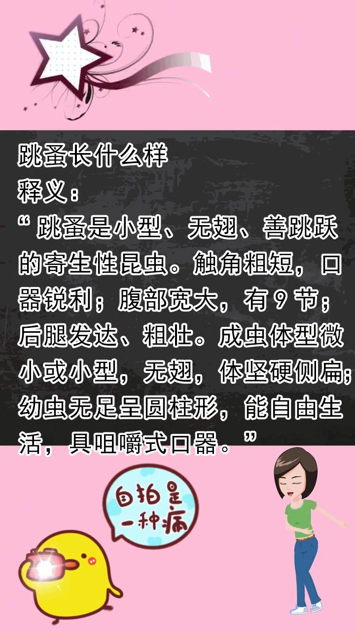 跳蚤长什么样子?