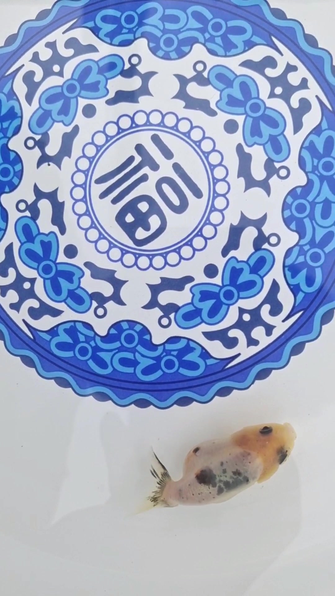 80平米鱼池养多少金鱼,兰寿,水泡猫狮珠子金鱼蝶尾天津金鱼
