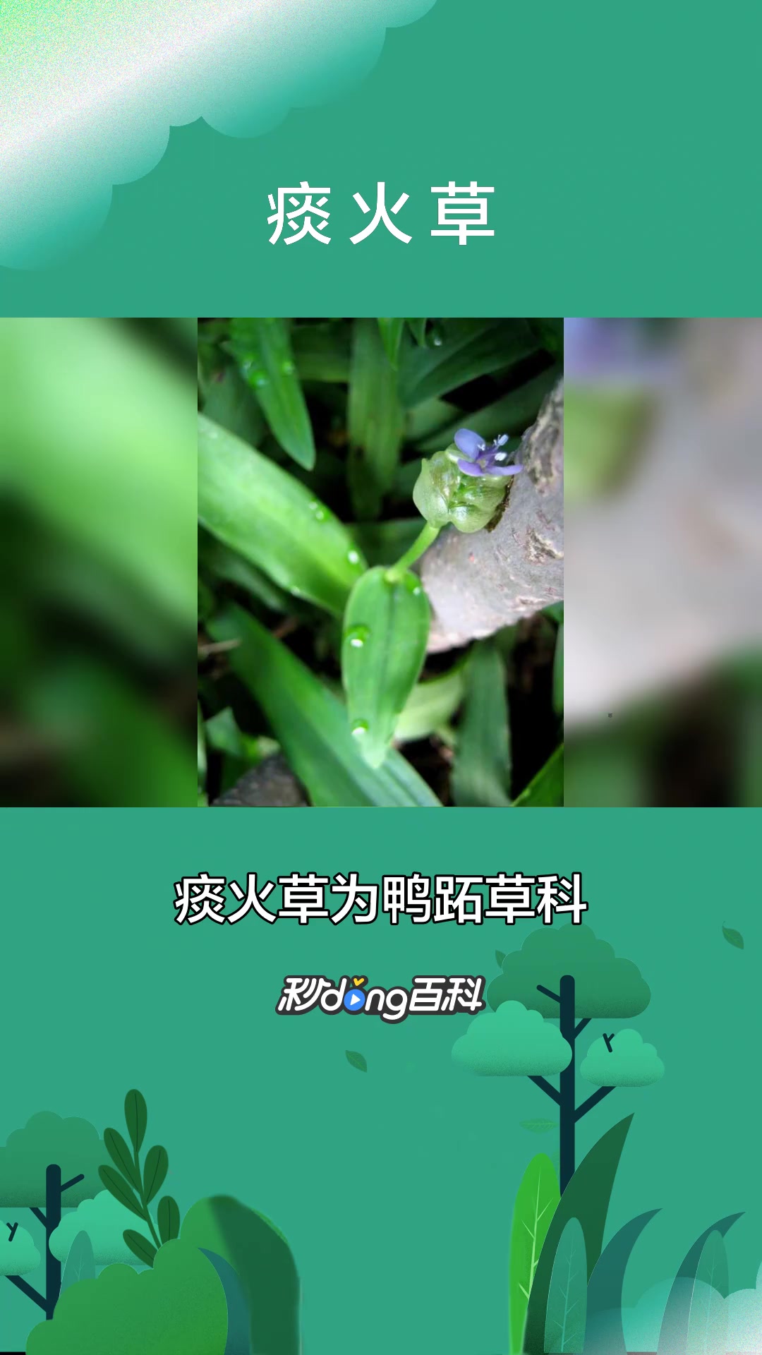 一分钟了解粉状胚乳目鸭跖草科植物痰火草