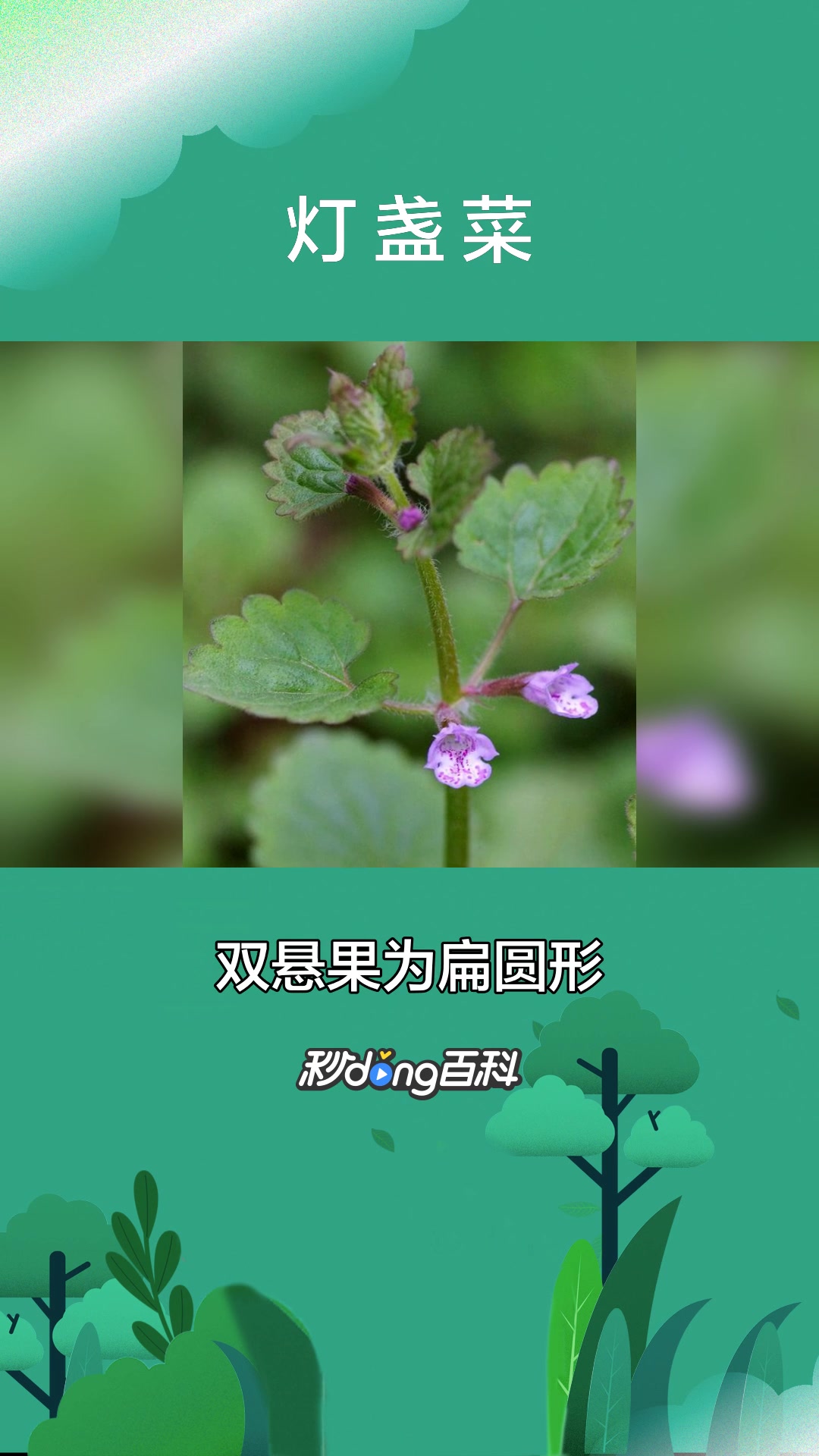 一分钟了解伞形科灯盏菜