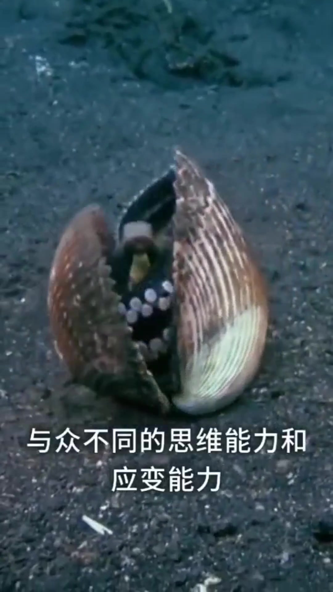 为什么说章鱼是最接近外星人的生物?
