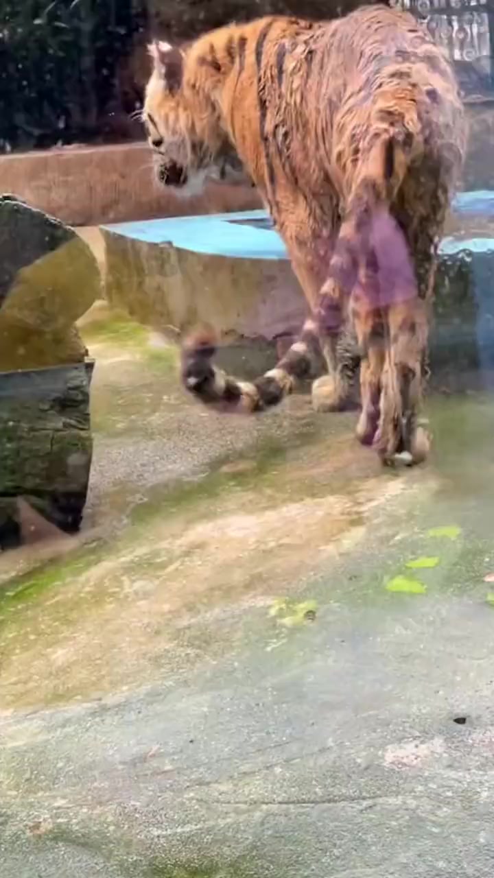 【柳州动物园回应老虎瘦得只剩骨架:老虎已经16岁,有11年肠胃疾病史】6月15日,网友发视