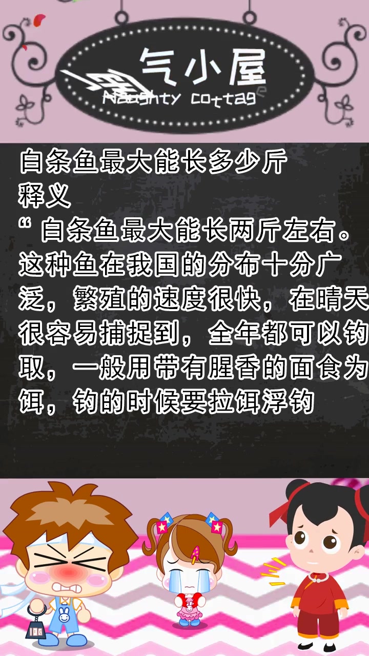 白条鱼最大能长多少斤