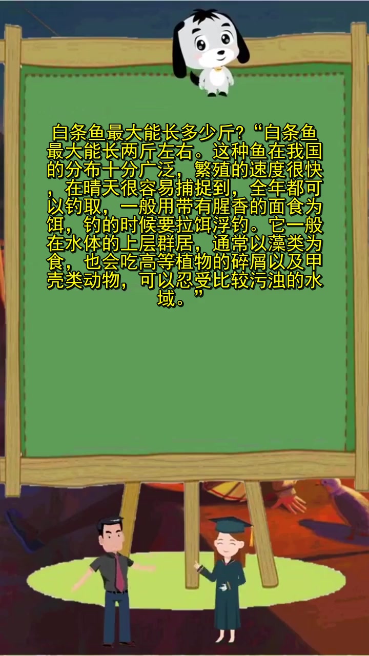 白条鱼最大能长多少斤 