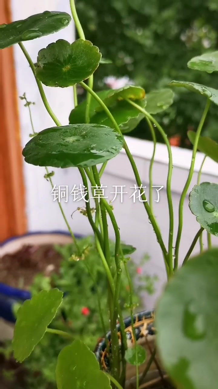 多肉桃美人&冬美人,钱罐里的铜钱草。