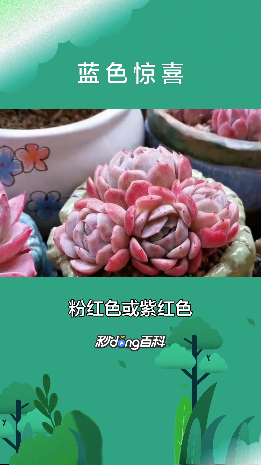 一分钟了解植物蓝色惊喜