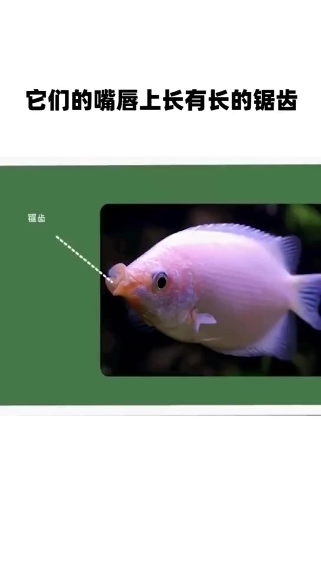 接吻鱼真的喜欢接吻吗?