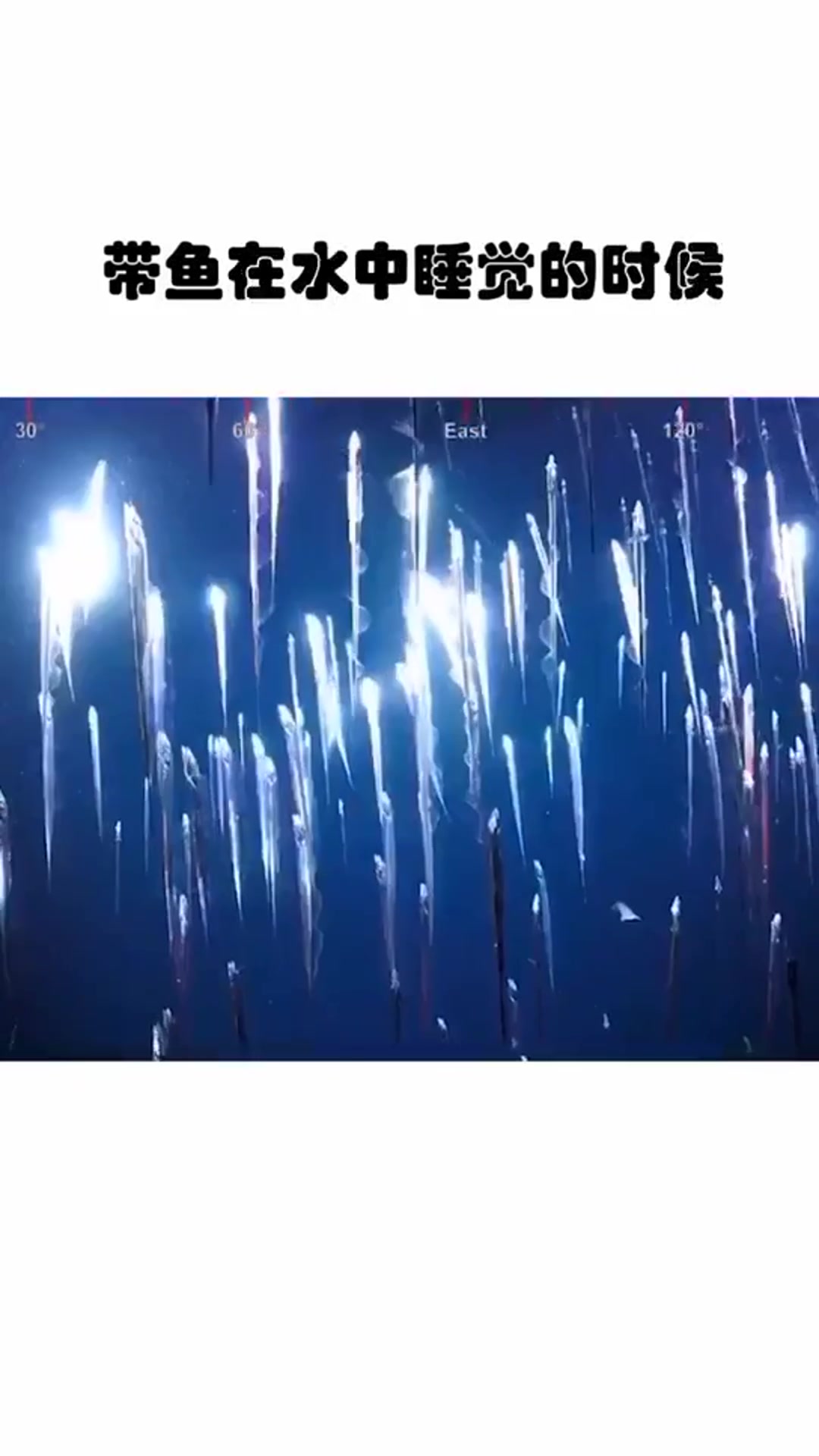 带鱼是怎么睡觉的