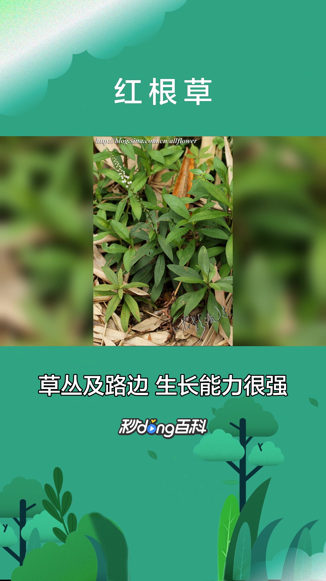 一分钟了解唇形科红根草