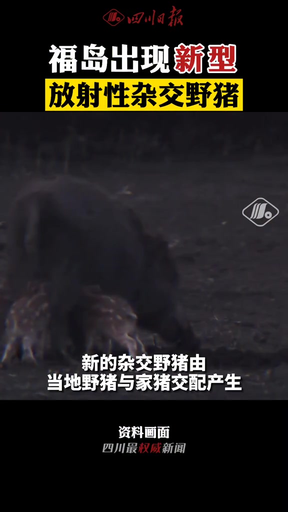 大为震惊!据日本研究人员,福岛出现新型放射性杂交野猪,体内放射性元素超标