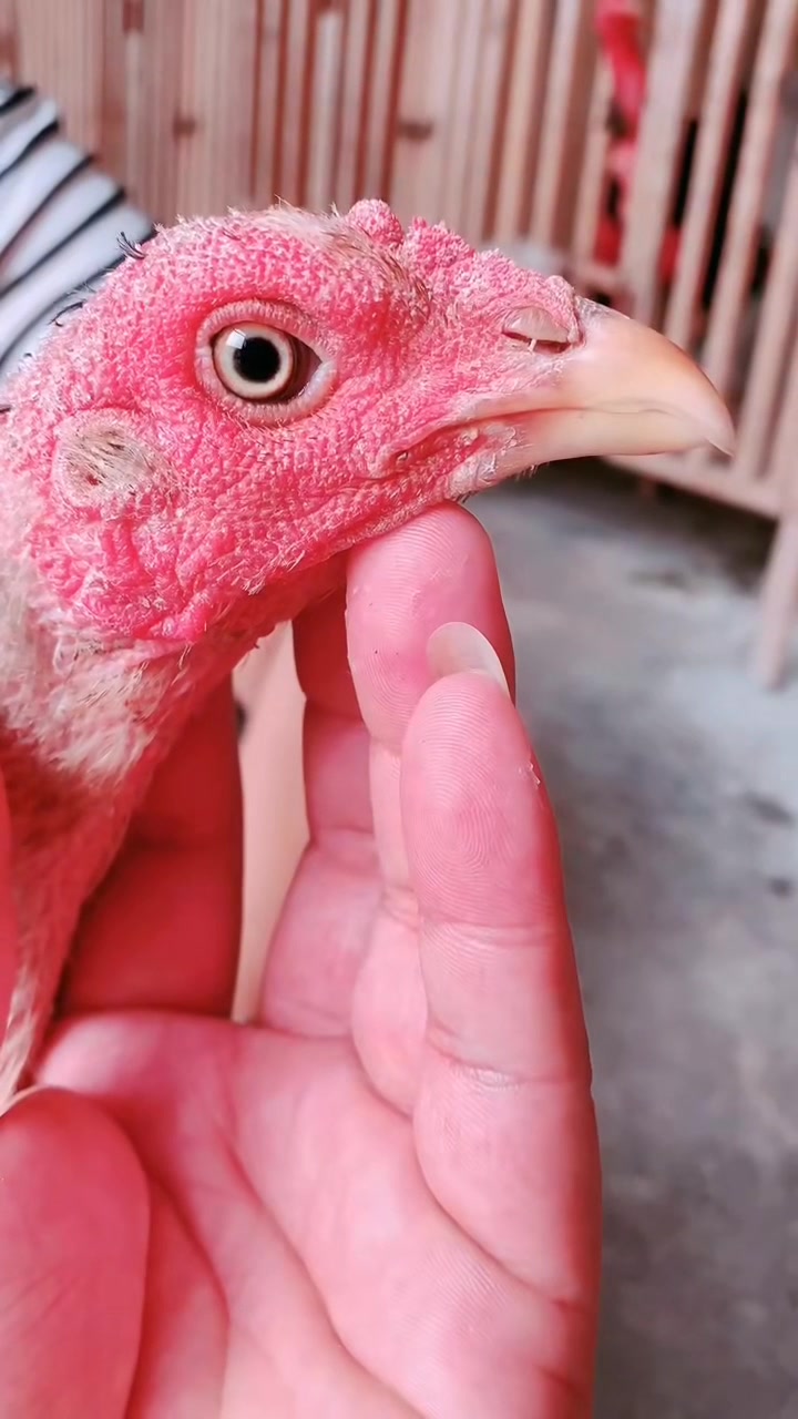#鬼恶母#斗鸡母鸡一年产多少个鸡蛋