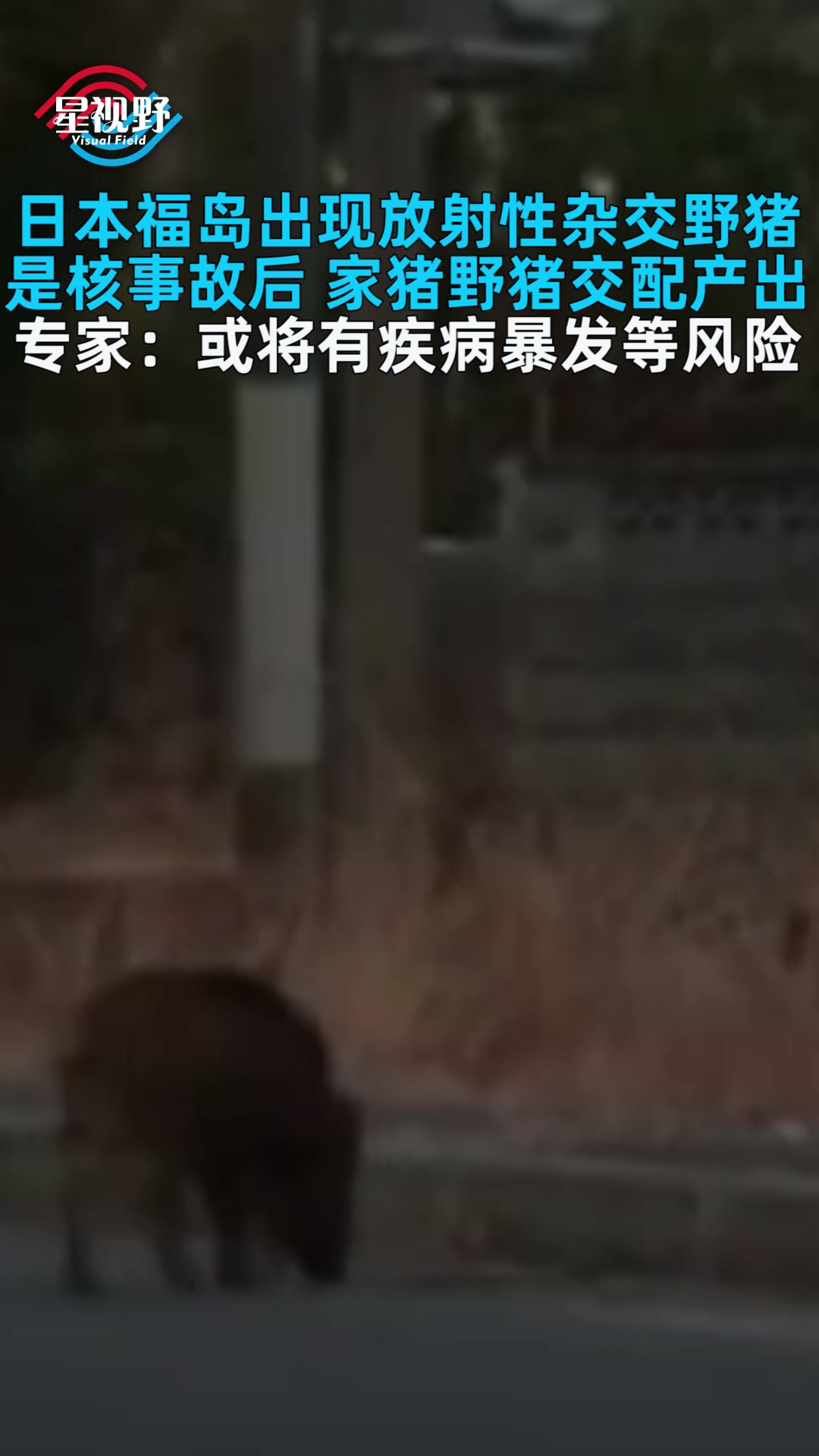 日本福岛出现放射性杂交野猪,专家:或将有疾病暴发等风险