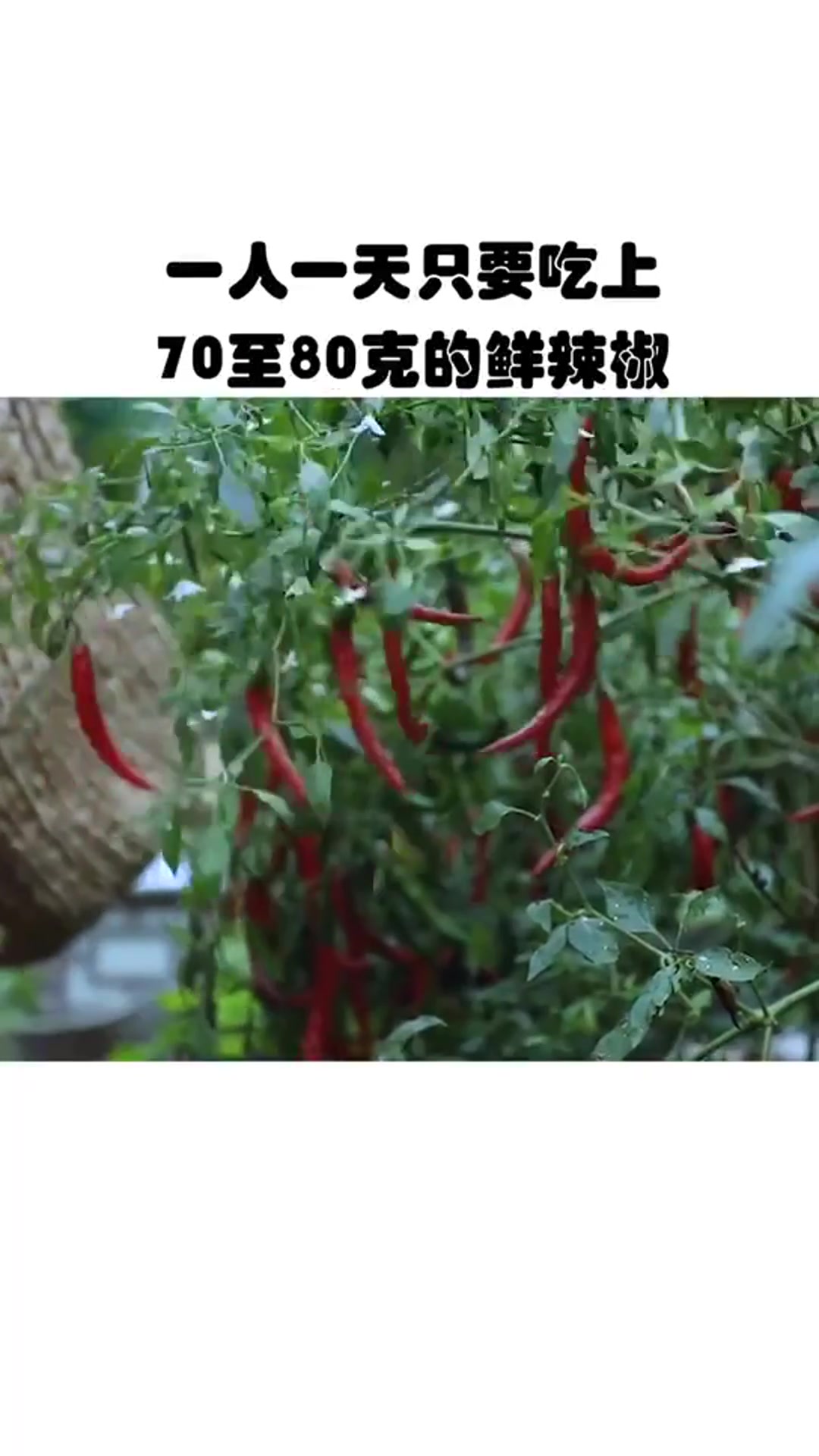 维生素e含量最多的蔬菜是什么?