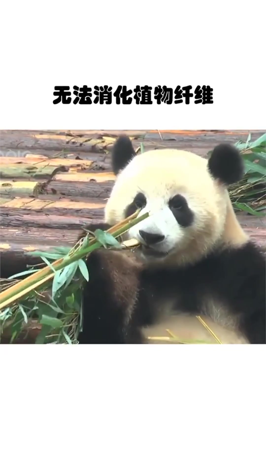 熊猫是熊还是猫?