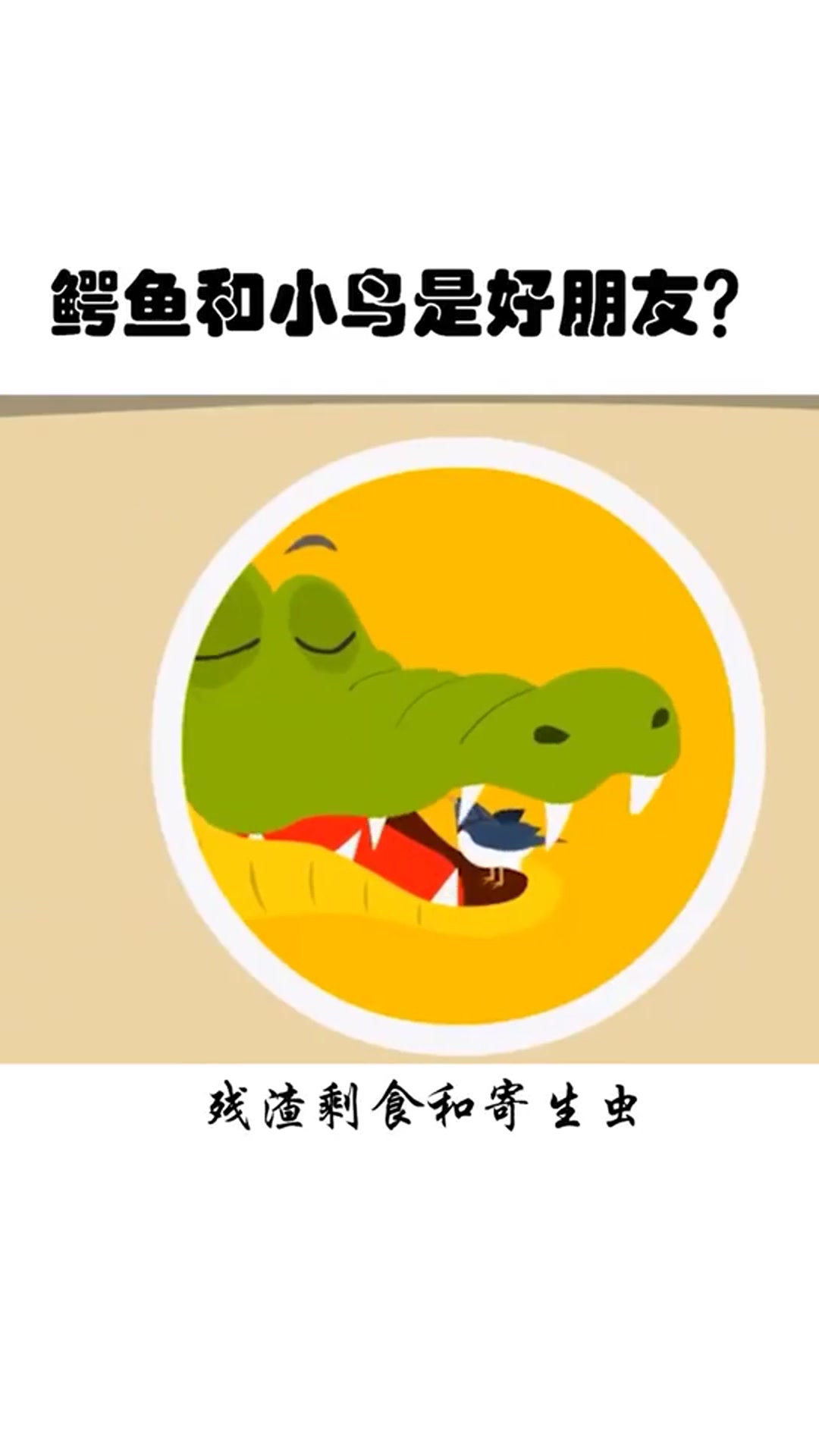 鳄鱼和小鸟是好朋友?