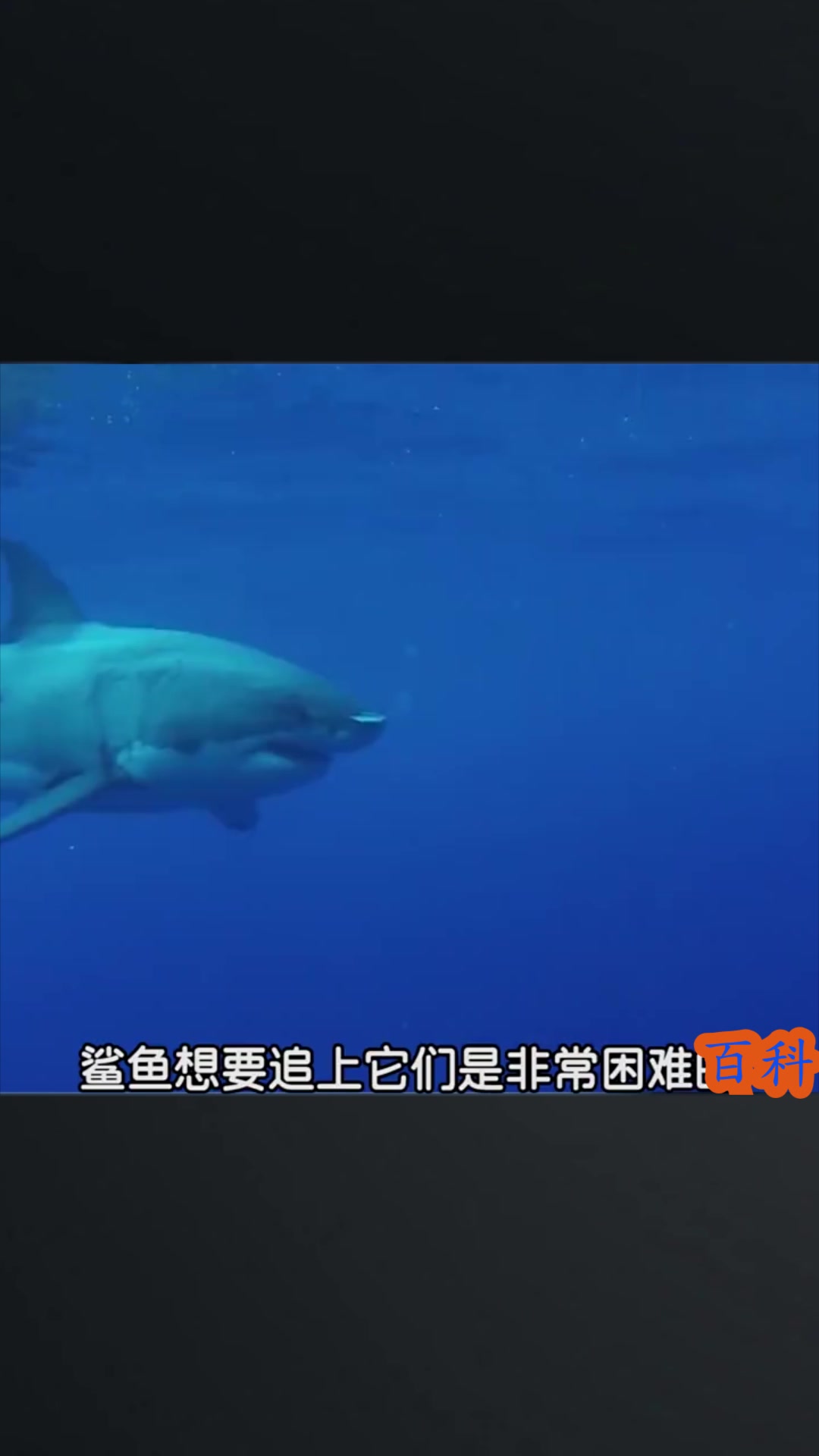 鲨鱼什么都吃,为什么不吃海豚呢?奇怪的知识又增加了