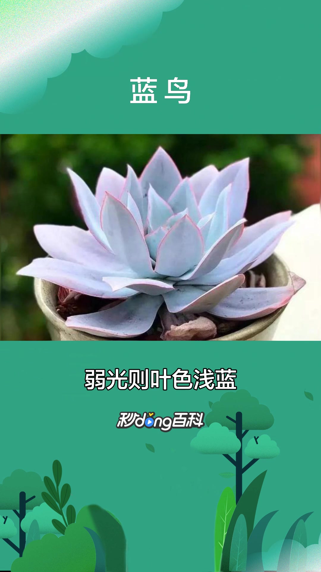 一分钟了解 蓝鸟 多肉植物