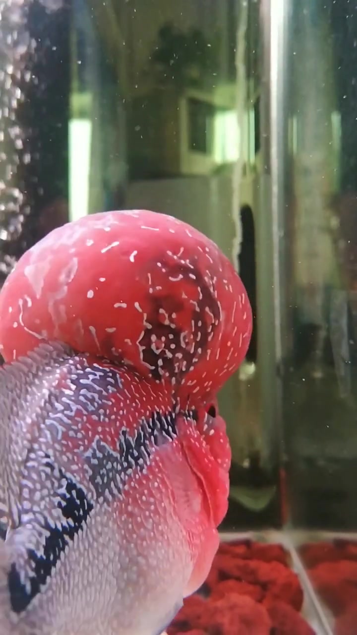 爆头罗汉鱼,这脑袋还在继续