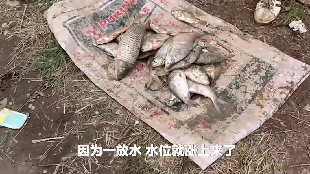 【黄河小浪底水库排沙现流鱼奇观,沿岸数百村民湍急河水中逮鱼】7月5日,河南洛阳,黄河小浪底