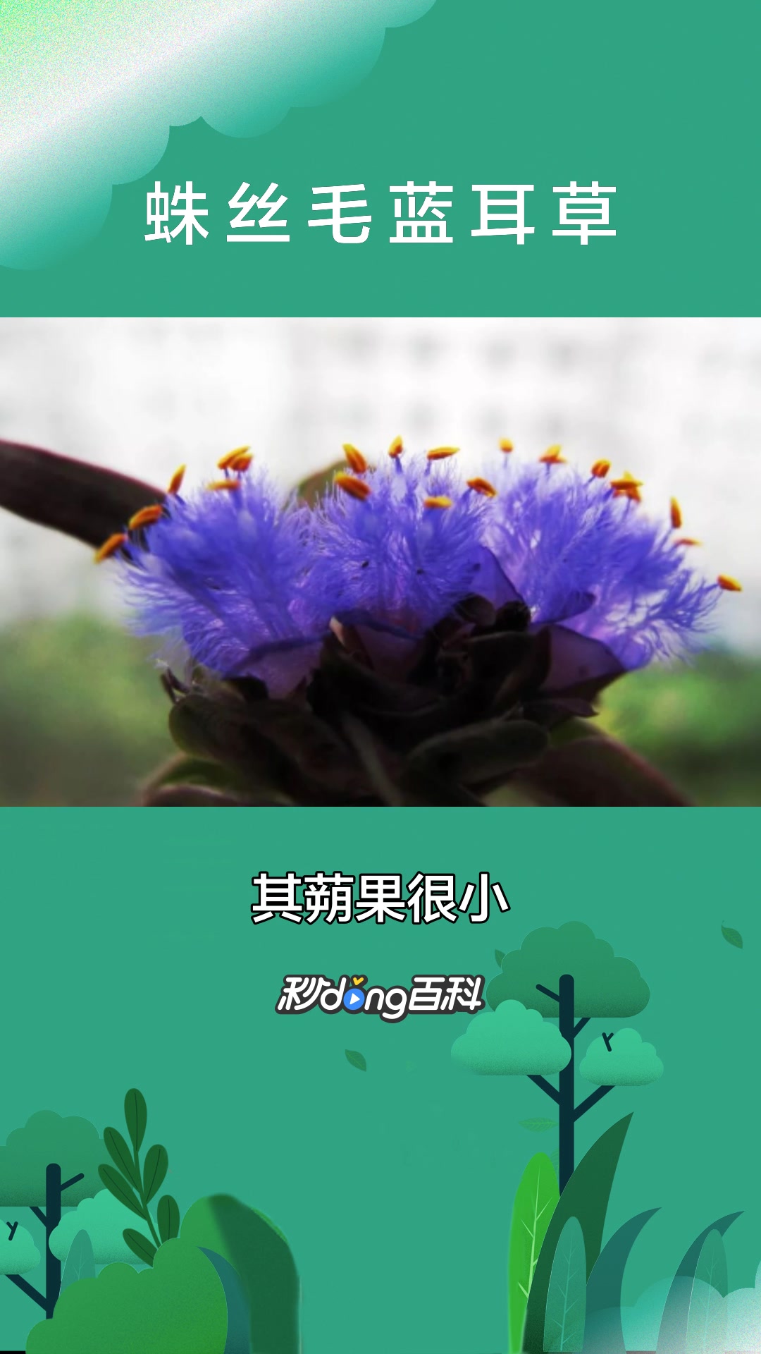 一分钟了解鸭跖草科蛛丝毛蓝耳草