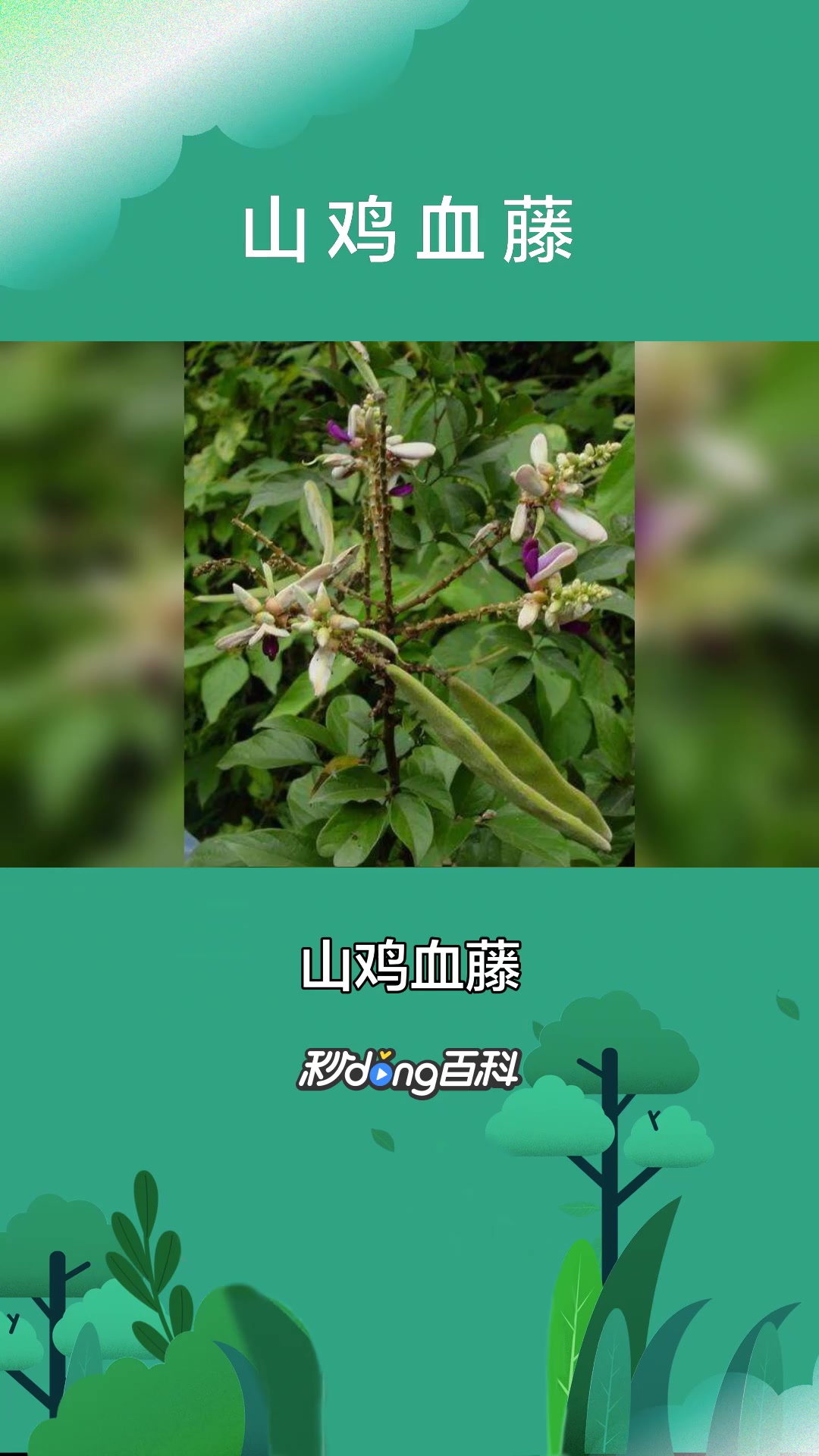 一分钟了解蝶形花科藤本植物山鸡血藤