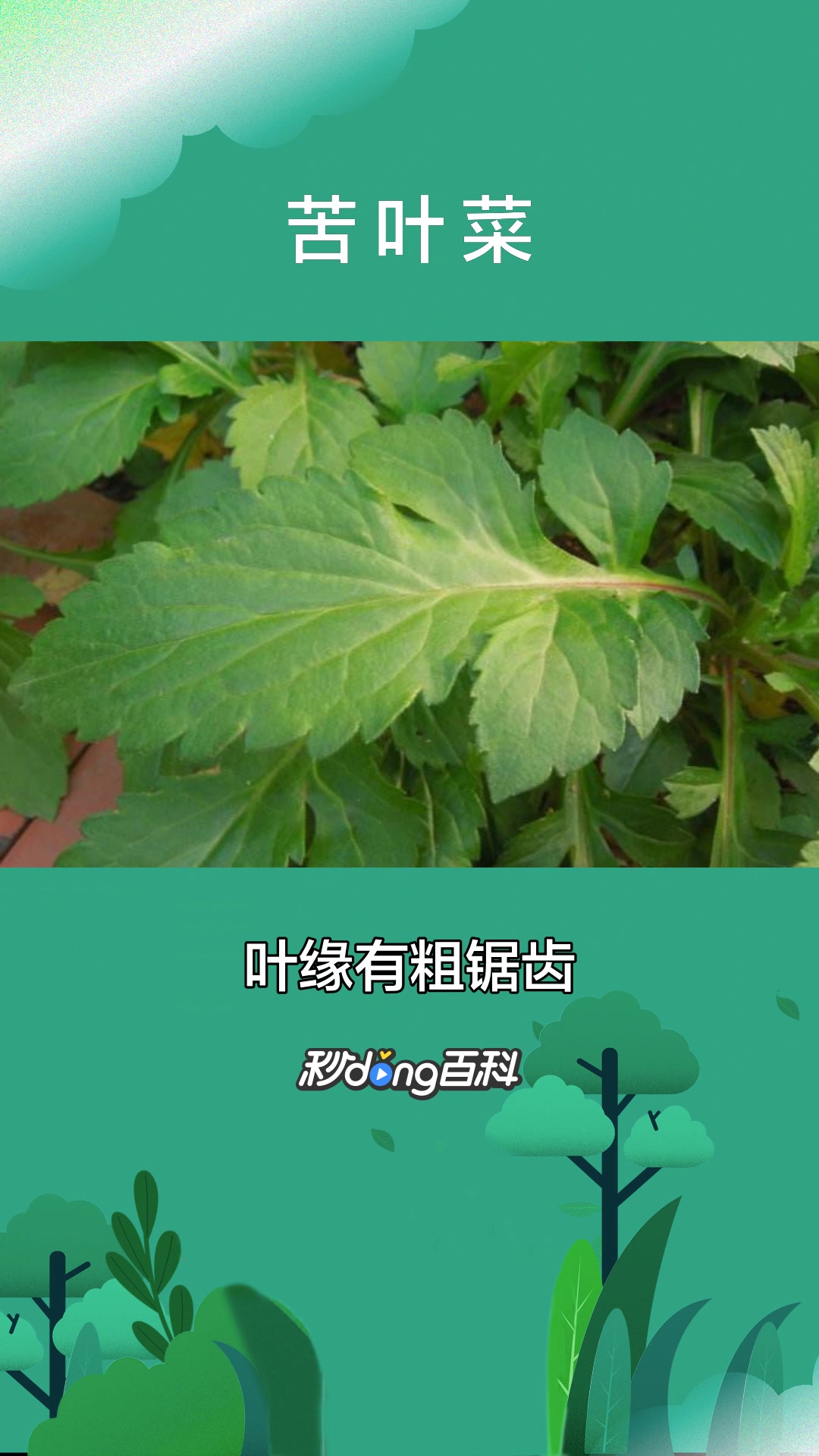 一分钟了解败酱科植物苦叶菜