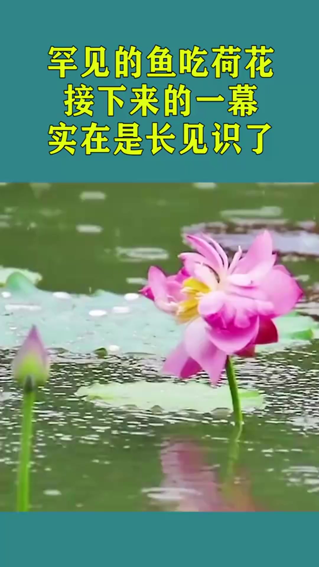十分罕见的鱼吃荷花,接下来的这一幕,实在是长见识了!
