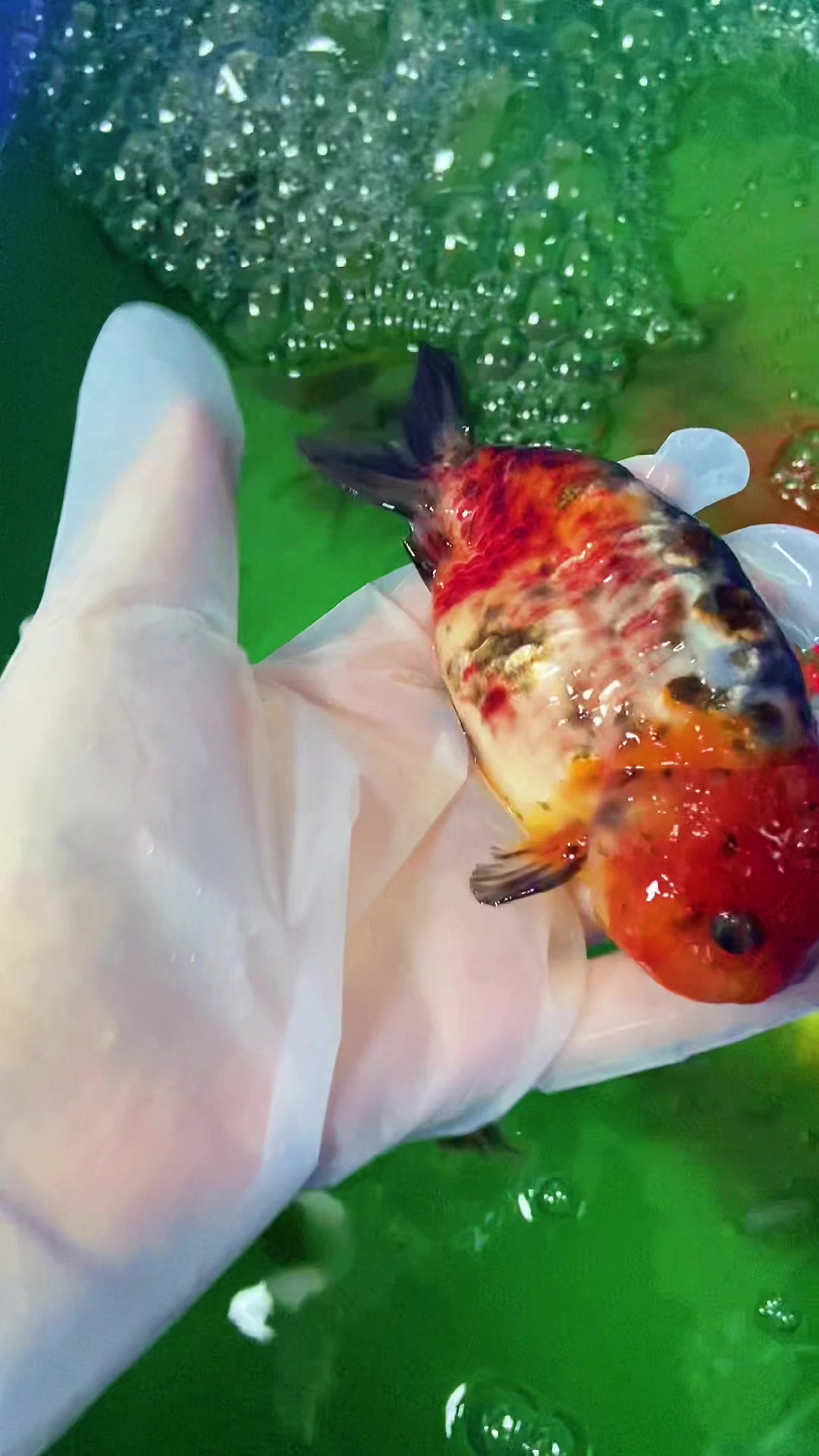 治疗金鱼打印病屡试不爽的方法