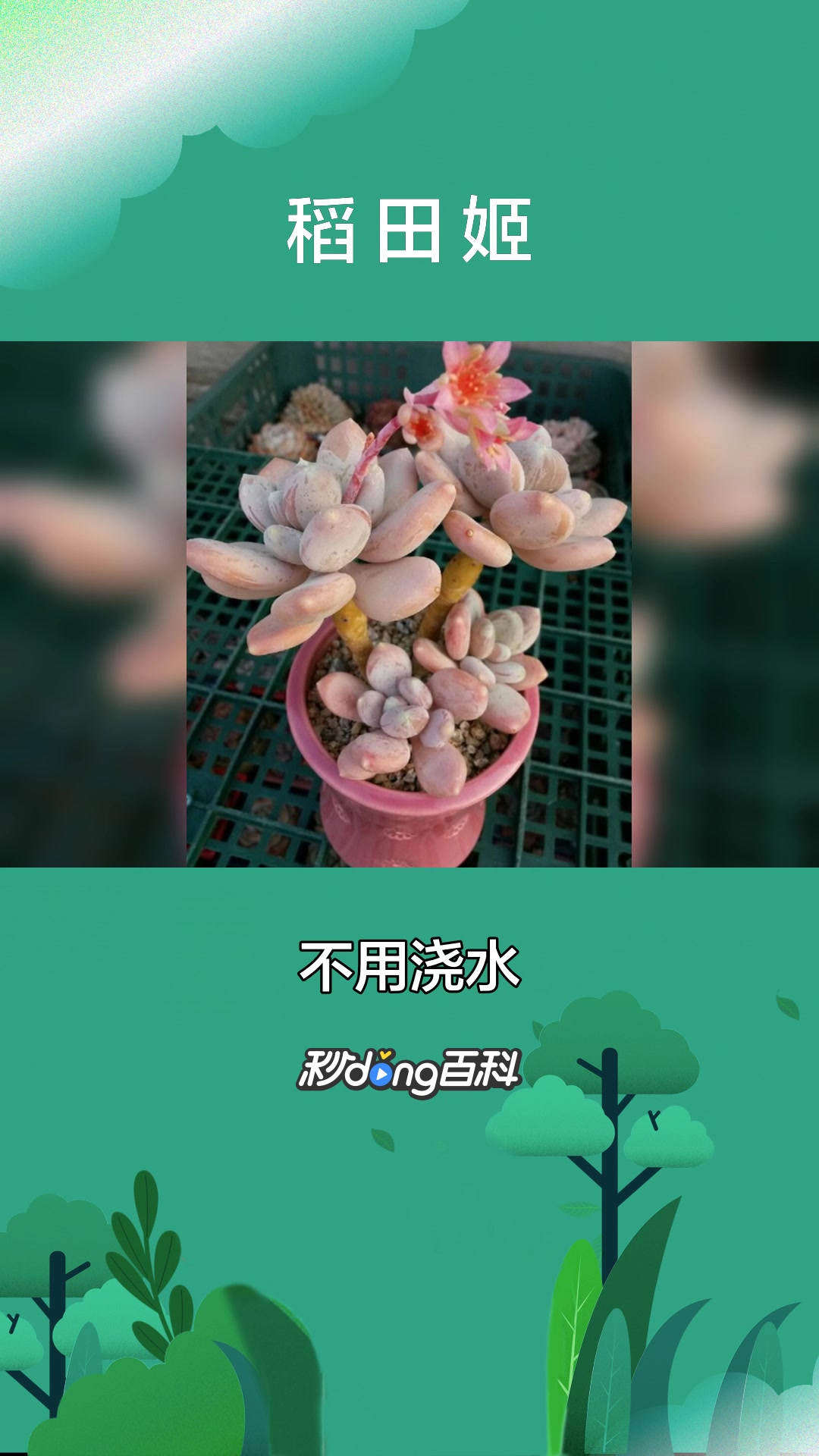一分钟了解景天科稻田姬