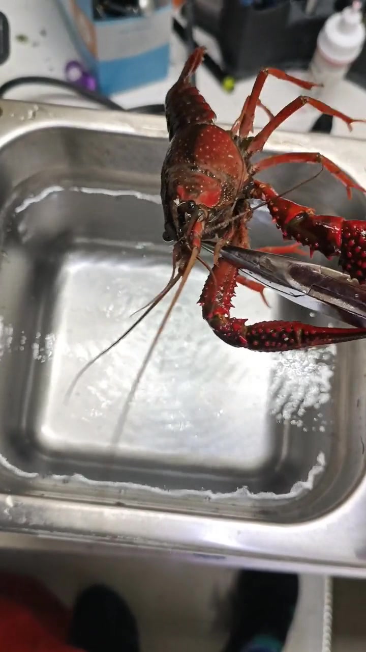 超声波也能清洗小龙虾?带你们看看这玩意到底怎么吃!