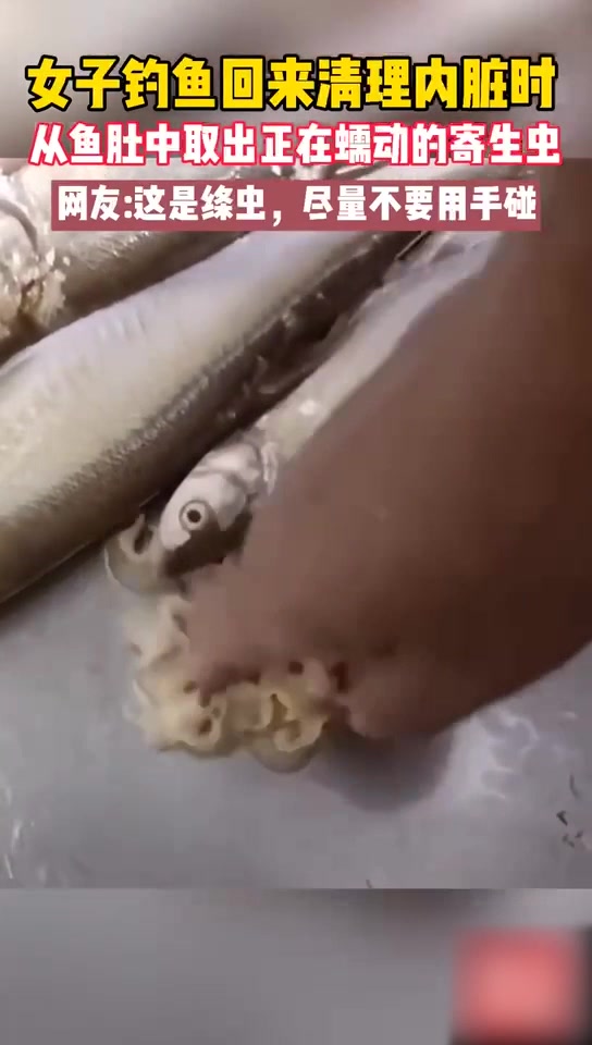 注意!女子钓鱼回来清理内脏时发现正在蠕动的寄生虫,大家吃野生鱼的时候要小心!