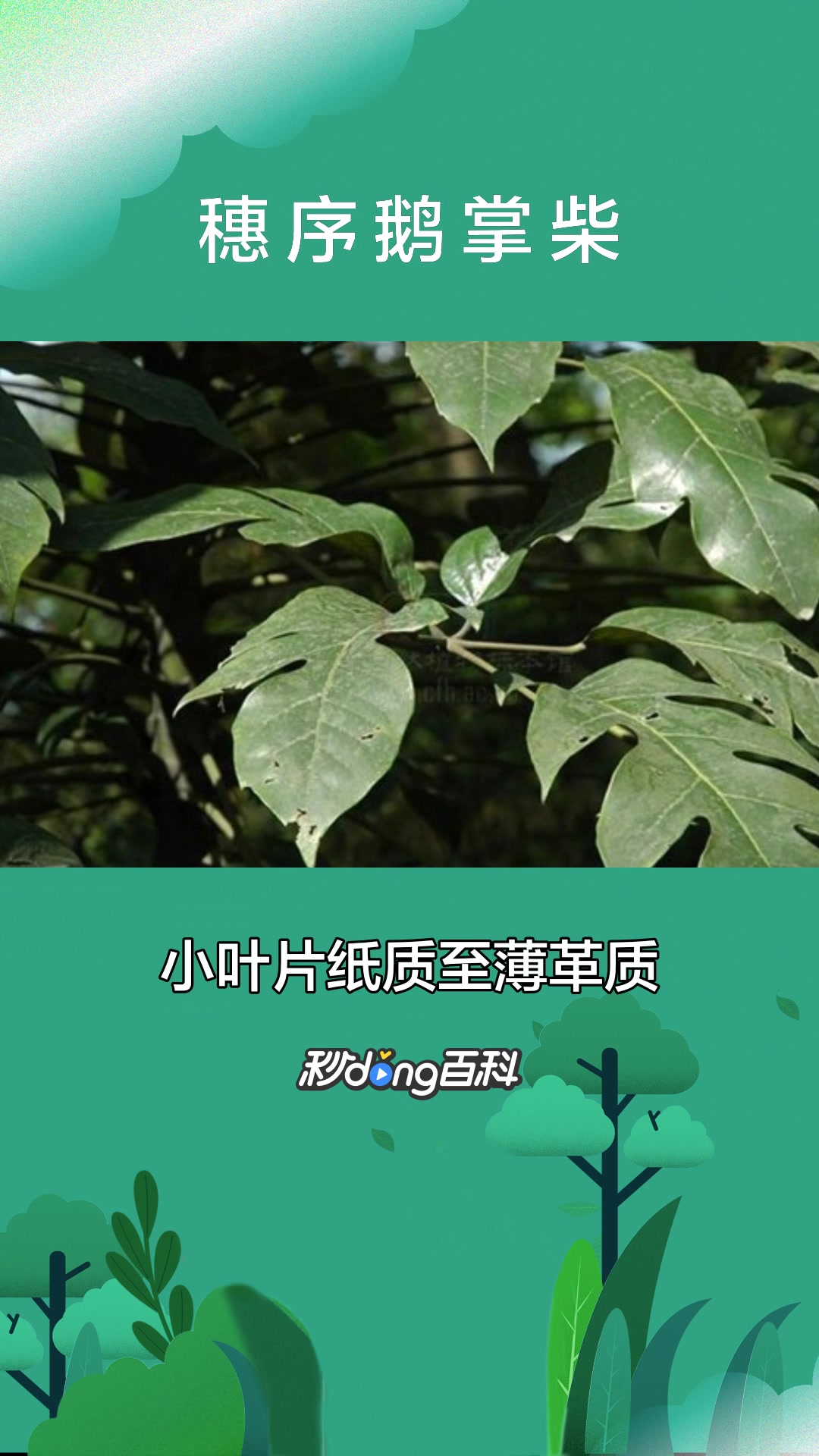 一分钟了解五加科穗序鹅掌柴