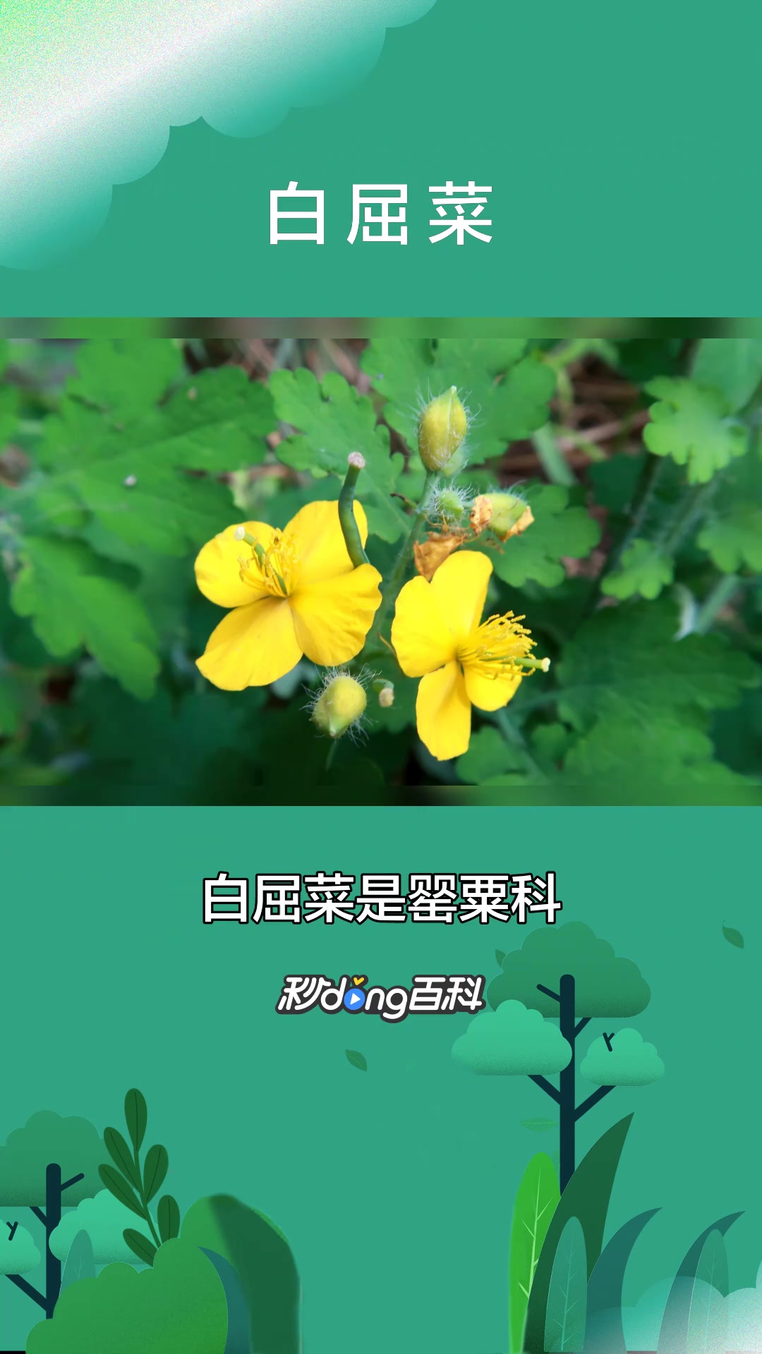 一分钟了解罂粟科白屈菜