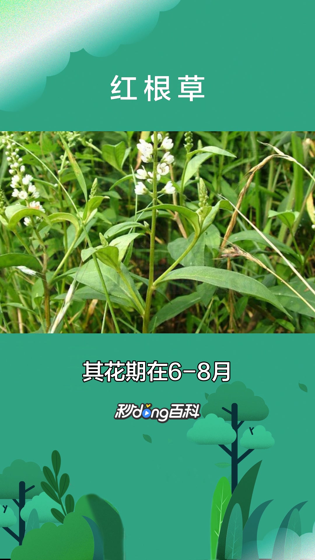 一分钟了解报春花科红根草