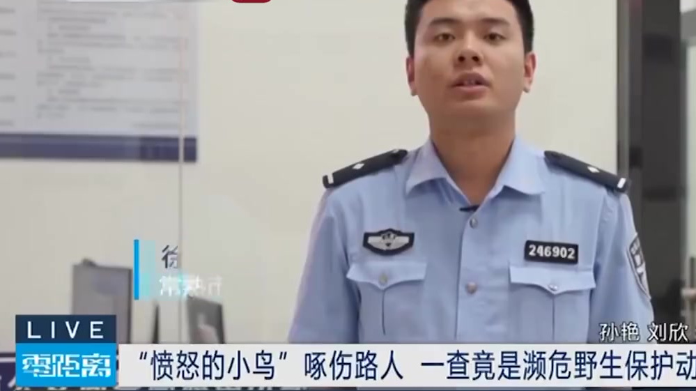 【“愤怒的小鸟”!女子散养鹦鹉啄伤人竟是一级国宝】近日,江苏常熟的张女士带着自己饲养的鹦鹉