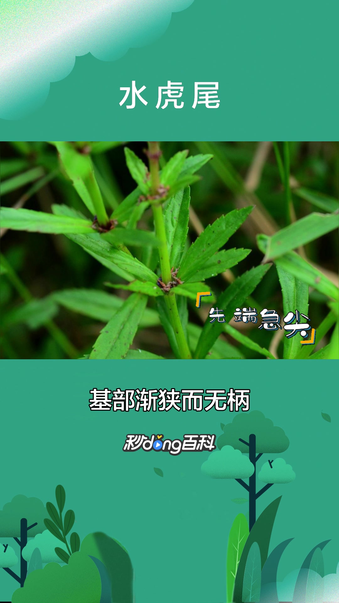 一分钟了解唇形科水虎尾