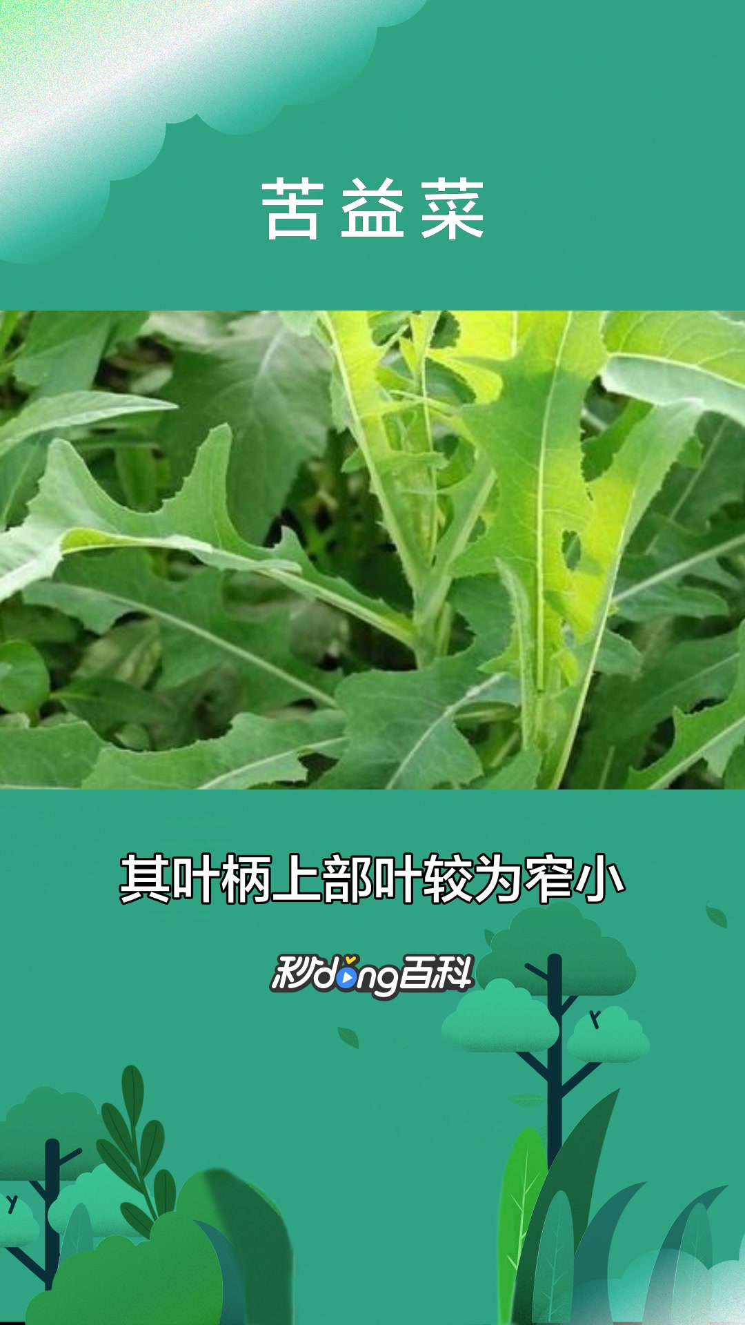 一分钟了解植物苦益菜