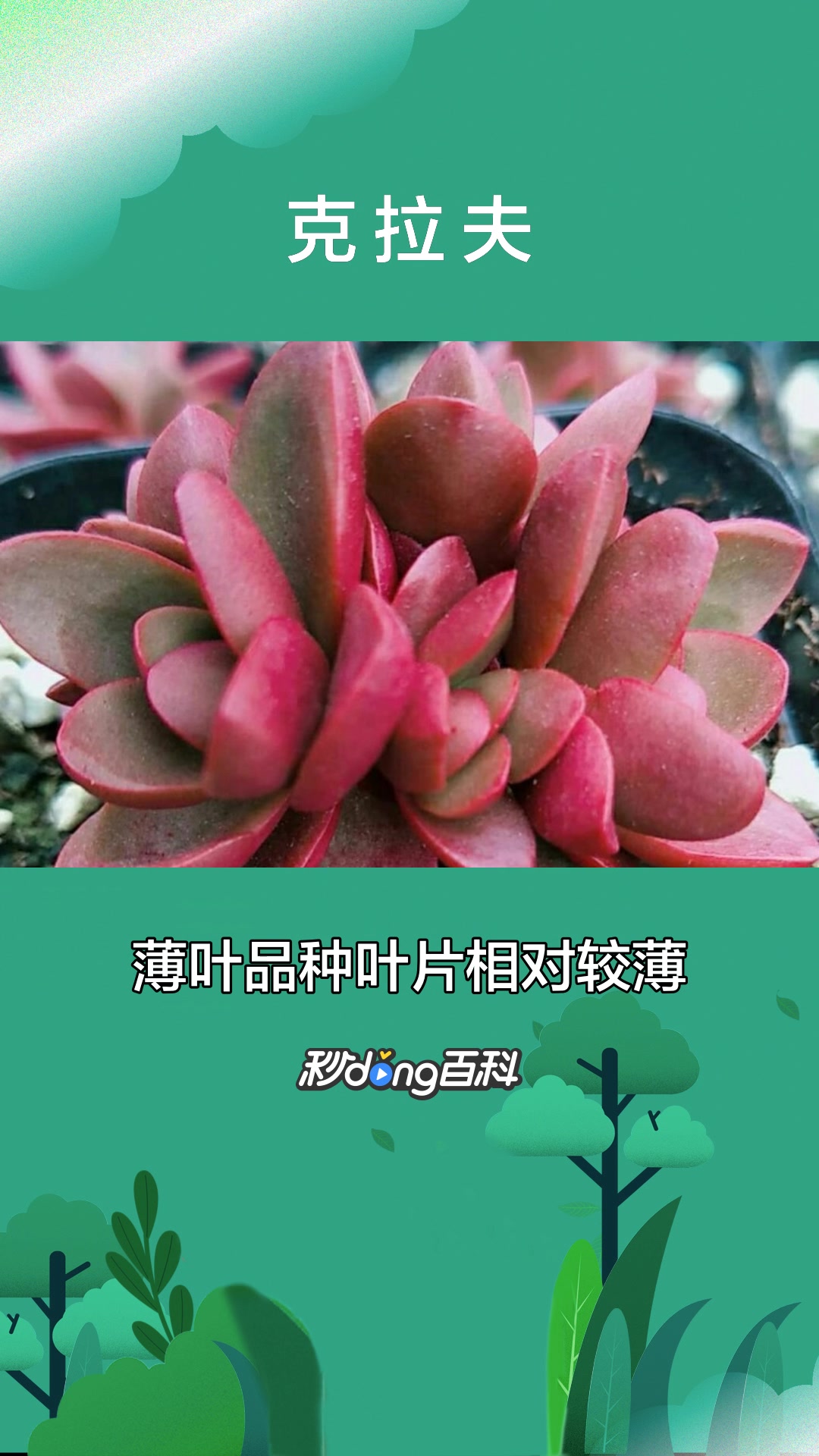 一分钟了解景天科克拉夫