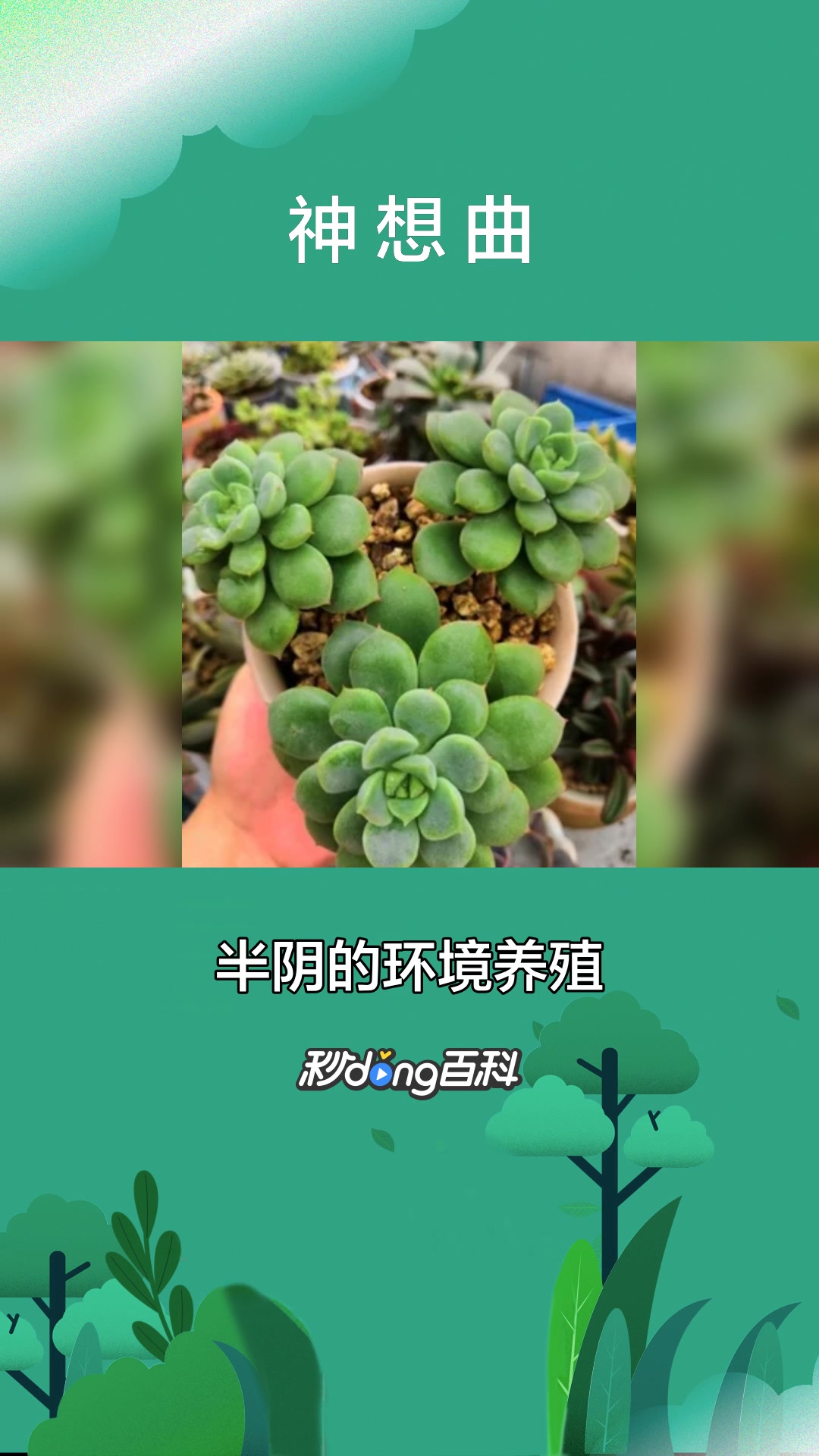 一分钟了解景天科神想曲