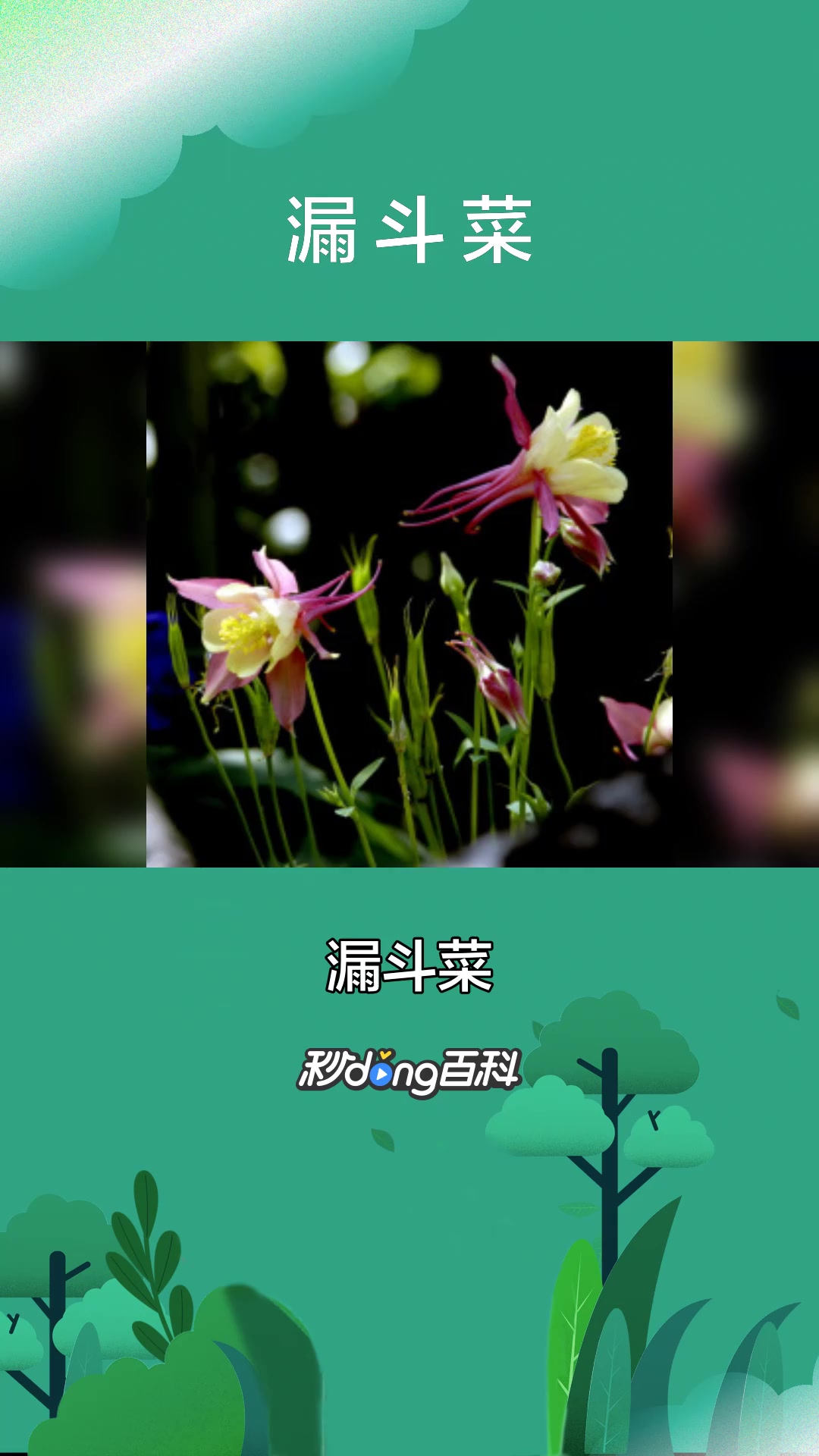 一分钟了解毛茛科漏斗菜